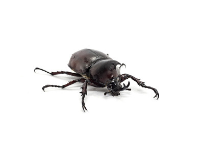 Dynastinae black body isolated on white background