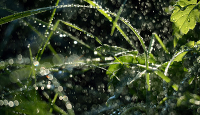 雨滴落在清晨的绿草上