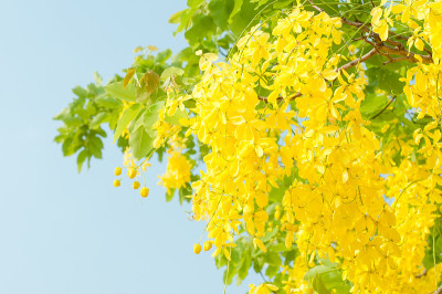 金雨树(决明子)