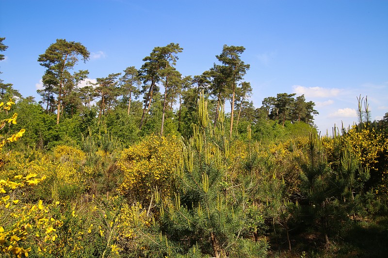 在荷兰石南荒原上，黄色盛开的扫帚丛(genista pilosa)与苏格兰松树(sylvestris