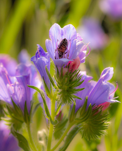 一只蜜蜂(apis mellifera)在帕特森诅咒花(echium plantagineum)上采
