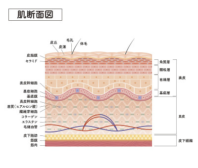 Cross section of the skin 7 front