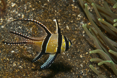 Banggai Cardinalfish