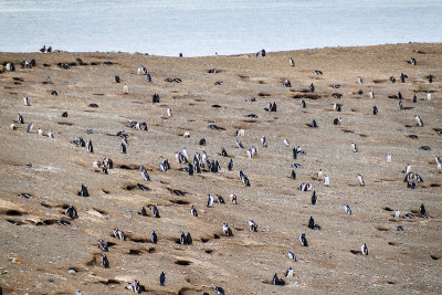 麦哲伦企鹅的殖民地(Spheniscus magellanicus)在Isla Magdalena在