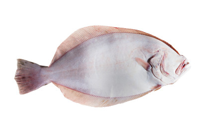 南比目鱼(Paralichthys letho柱头)，盲区。在白色背景上隔离