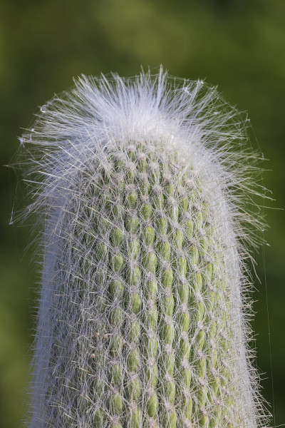 Сephalocereus senilis(老人仙人掌)生长在巴库的大道上