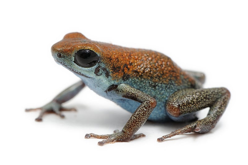 白色背景上的草莓毒镖蛙(Oophaga pumilio)瑞安