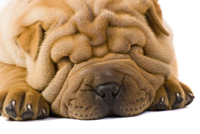 Sharpei狗