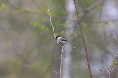 小大