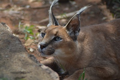 一只可爱的小野猫，在非洲也被称为金猫