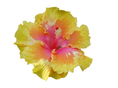 芙蓉花