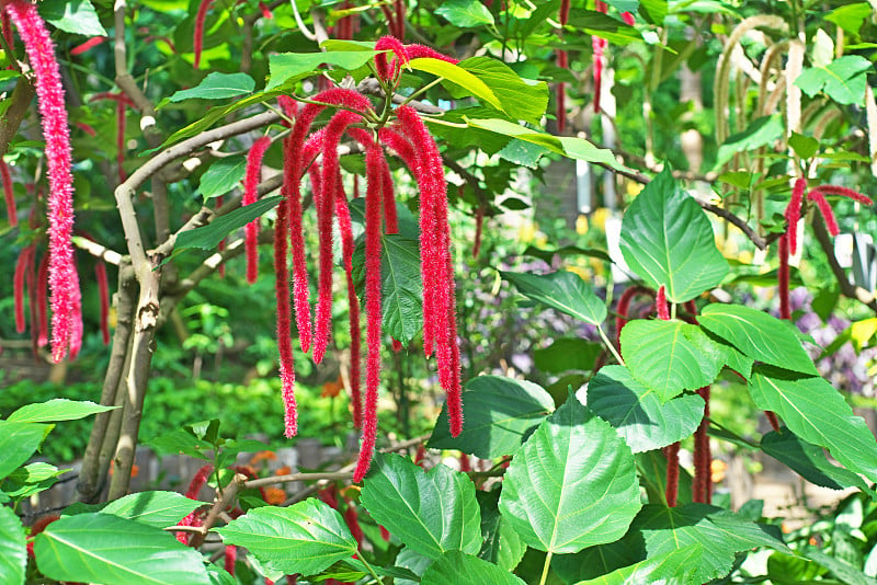 Acalypha