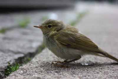 Chiffchaff biddy
