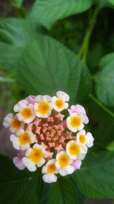 审美的花