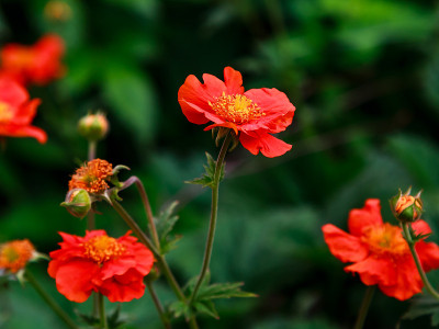 绿色背景下的红色锦鸡儿花。花园里的红花
