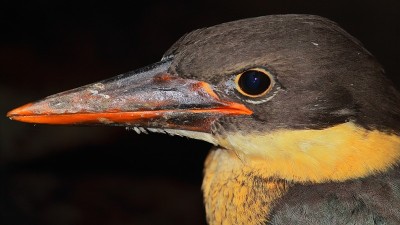 一个幼鹳喙翠鸟(pelargopsis capensis)的近距离观察，在印度西孟加拉邦的乡村