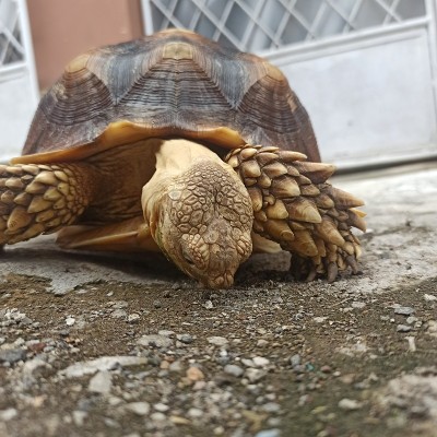 龟龟