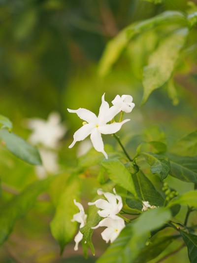 近景茉莉花栀子白花美丽的大自然