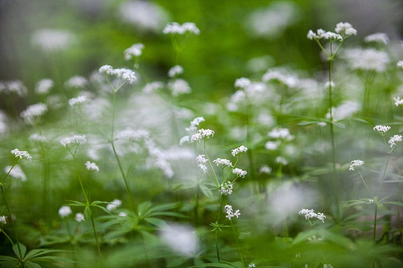 香草(飞机草)