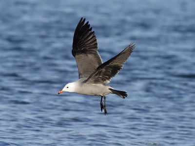 Heermann's gull, Larus heermanni