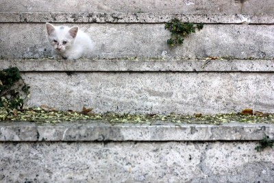 街猫
