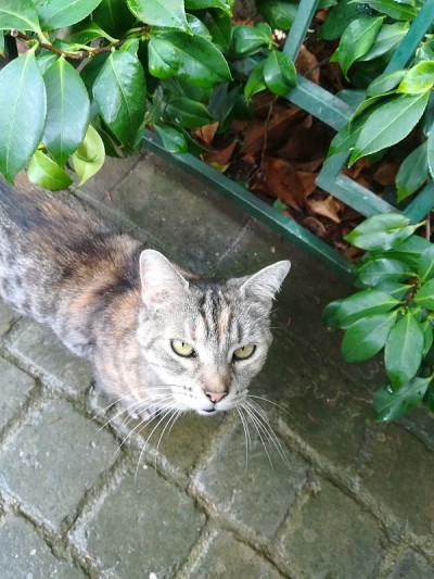 圣玛丽岛的猫