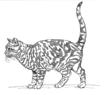 家猫