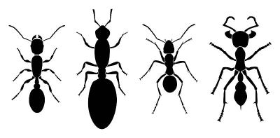 昆虫轮廓set-Ants