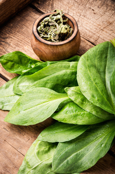 Plantain-valuable药用植物