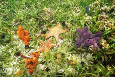 海床上五颜六色的水下动物