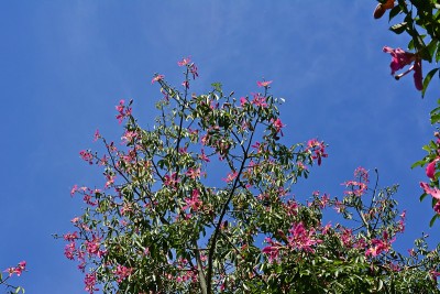 花pink-paired