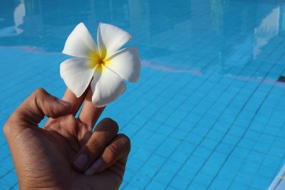 Plumeria手头