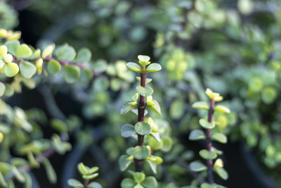 马齿苋属玉茎植物
