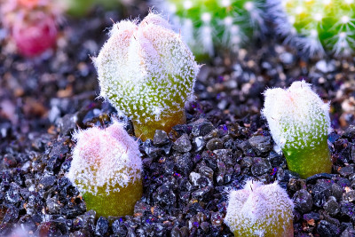 近距离观察一群仙人掌植物