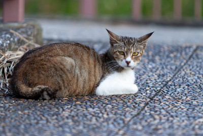 野猫
