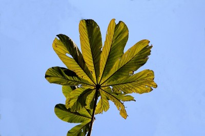 叶植物embauba