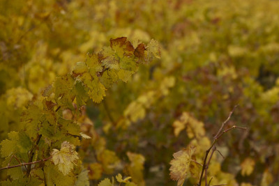马上去Rioja Alavesa