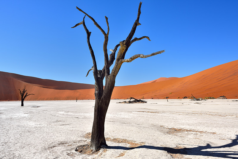 Deadvlei, Sossusvlei。纳米比亚