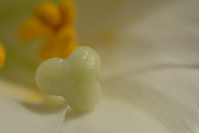 春花复活节