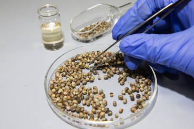 实验室里的科学家提取CBD油并进行药用分析