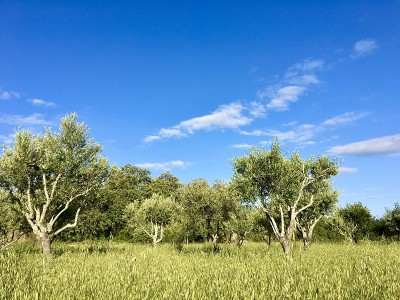 乡村
