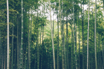 竹木材