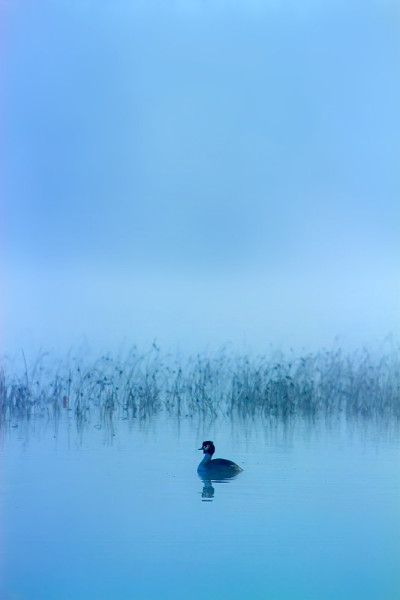 可爱的鸟水鸟。水体自然生境背景。鸟类:大冠毛鸊鷉。Podiceps cristatus