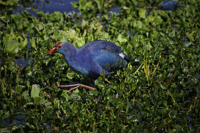 灰色头发swamphen。