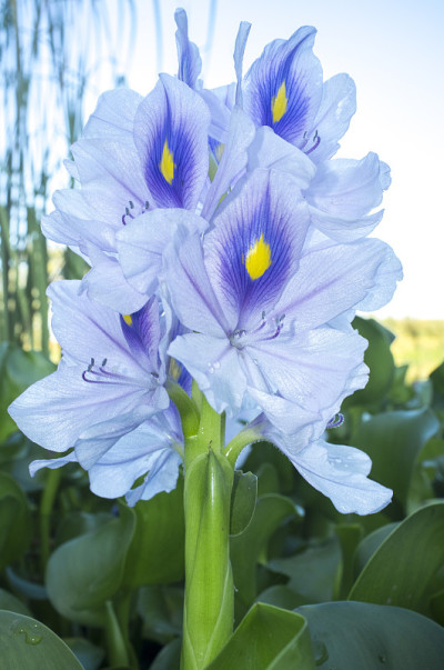 凤眼莲或水葫芦花