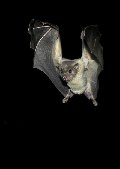 埃及的果蝠。Rousettus aegyptiacus。