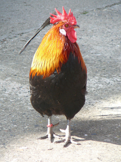 科克雷尔