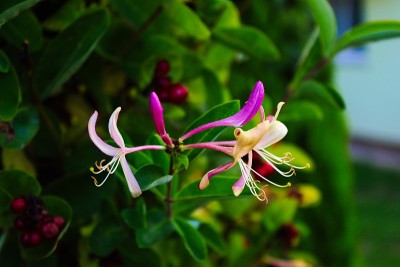 忍冬花。近距离观察金银花(金银花周缘)，以绿叶为背景。美丽的粉红色和黄色忍冬花。