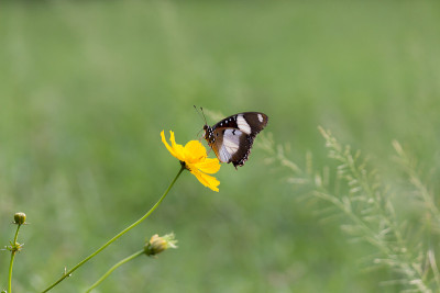 Eggfly蝴蝶