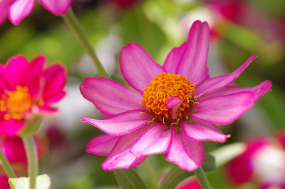 Zinnia
